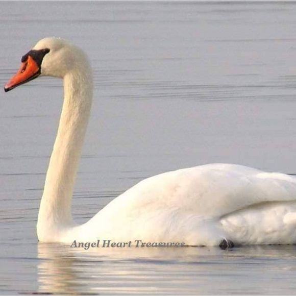 4x6 Original Photography Mute Swan Print - Picture 1 of 1